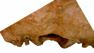 Human skull; inferior, posterior view